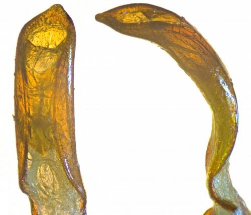 Otiorhynchus cancellatus